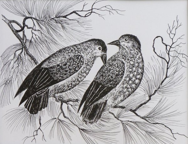 Кедровка раскраска