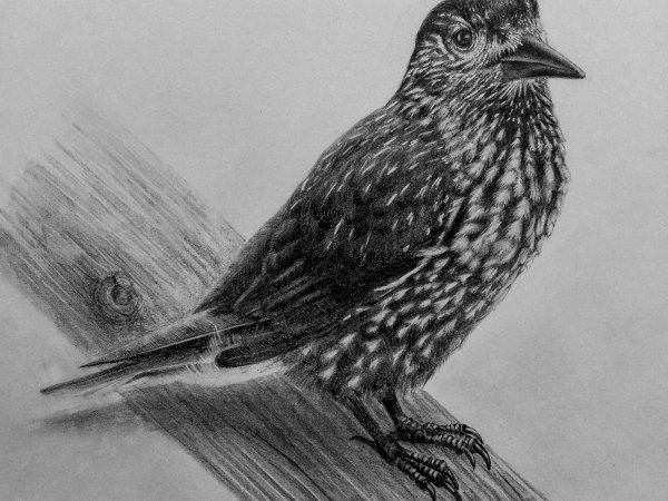 Кедровка карандашом