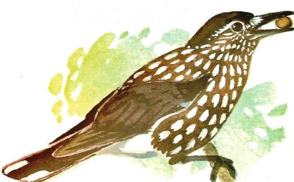 Кедровка рисунок