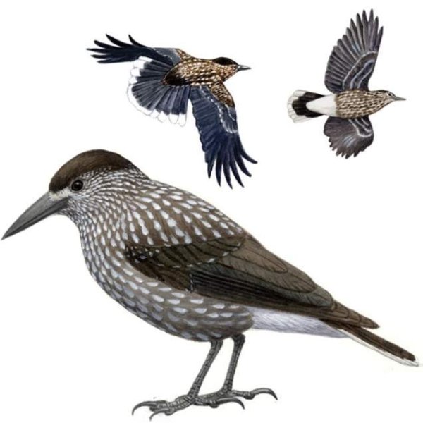 Кедровка на белом фоне