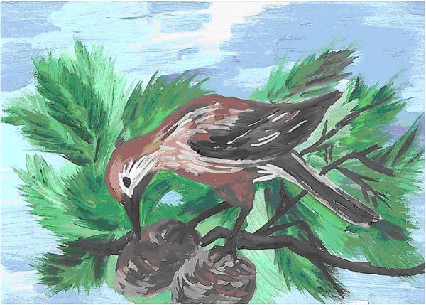 Рисование Кедровки птицы