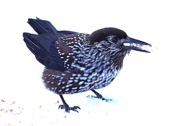 Кедровка птица силуэт