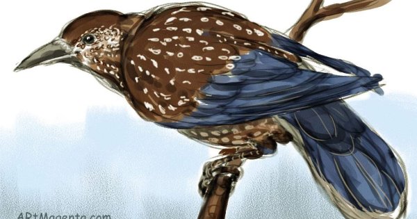 Кедровка рисунок