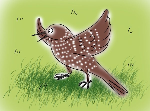 Кедровка рисунок