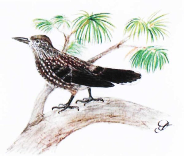 Кедровка рисунок