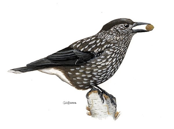 Кедровка птица на белом фоне