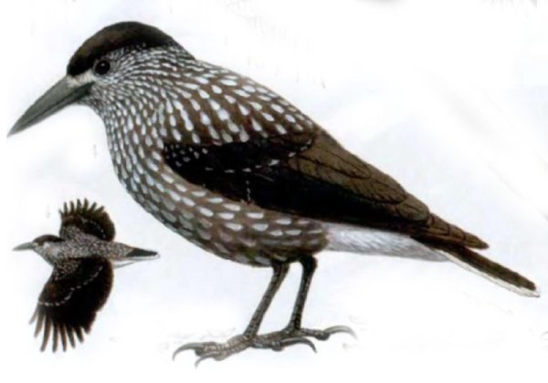 Птица Кедровка на прозрачном фоне