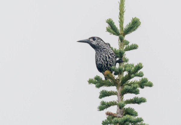 Рисование Кедровки птицы