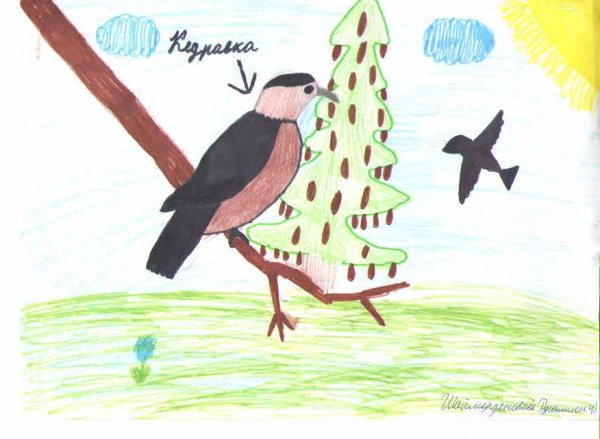 Кедровка птица рисунок