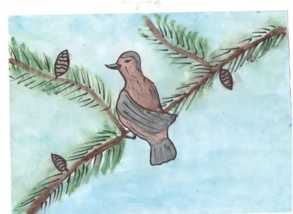 Нарисовать кедровку