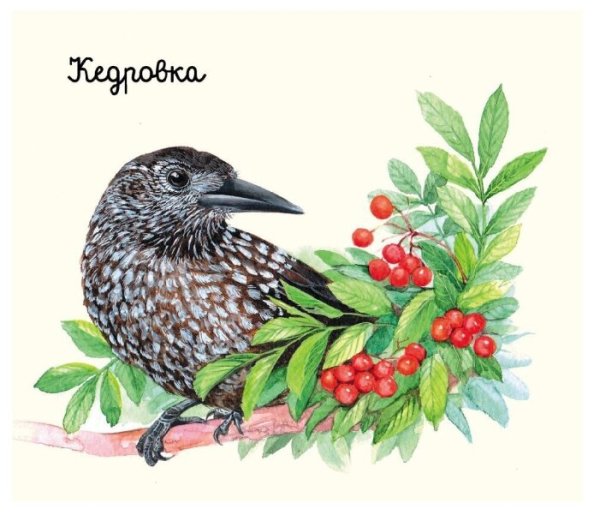 Кедровка родственники