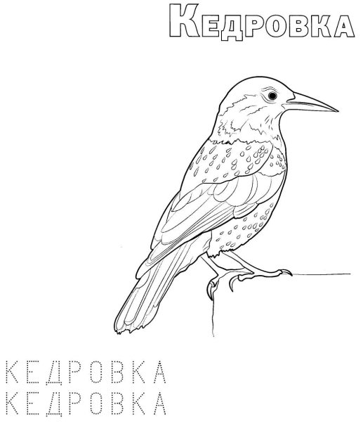 Кедровка на белом фоне