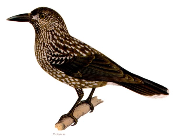 Кедровка птица раскраска