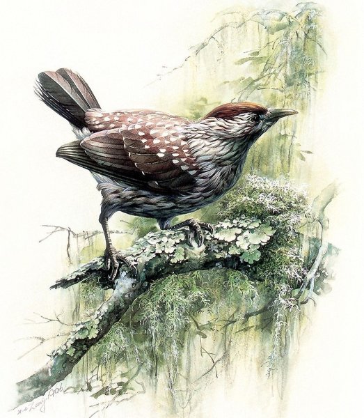 Несложные рисунки Кедровки