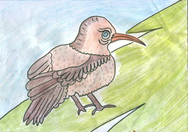 Кедровка птица