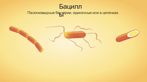 Палочковидочные баккцины