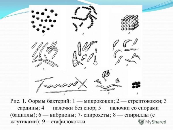 Формы бактерий микрококки стрептококки