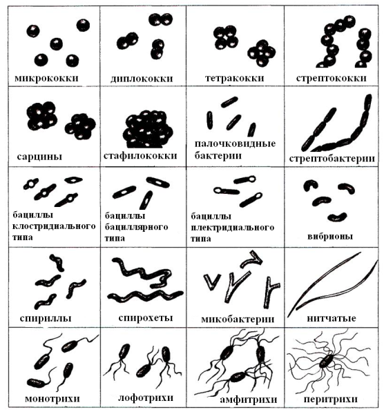Форма бактерий кокки палочки извитые