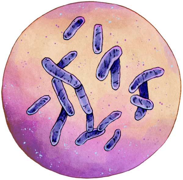 Бациллы окраска