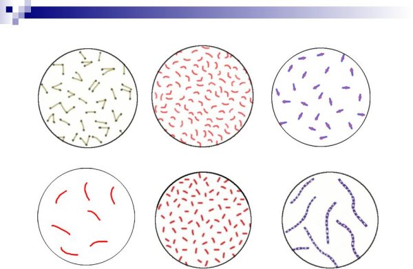 Грамотрицательные кокки микробиология