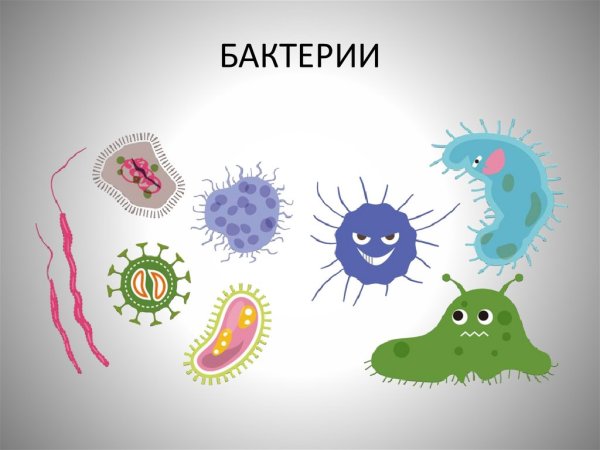 Форма бактерии кокки