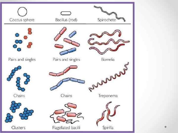 Бациллы бактерии рисунок