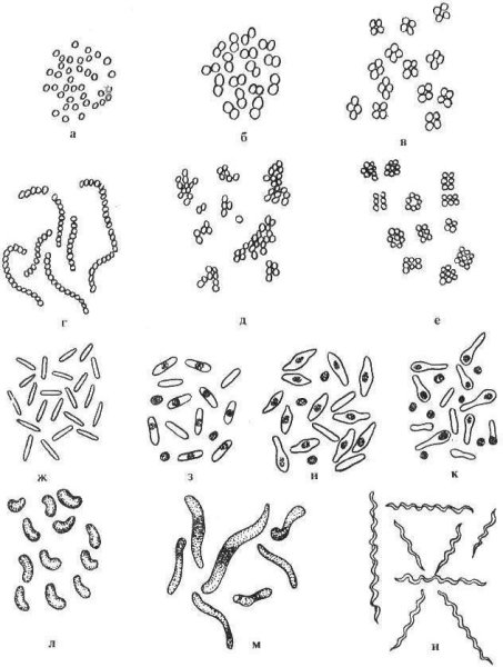 Формы бактериальных клеток кокки