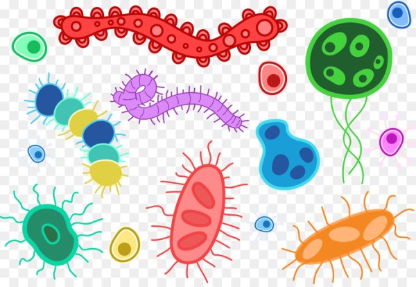 Полезные бактерии вектор