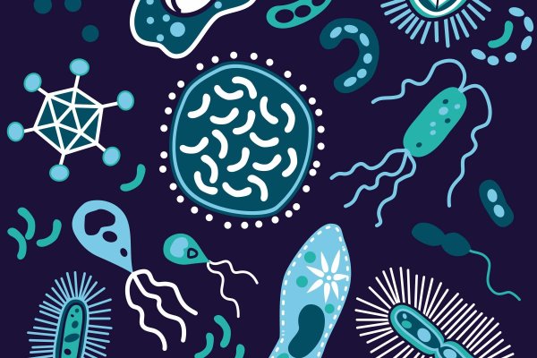 Форма бактерий кокки палочки извитые