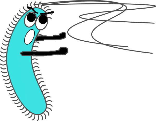 Прокариотическая клетка без подписей