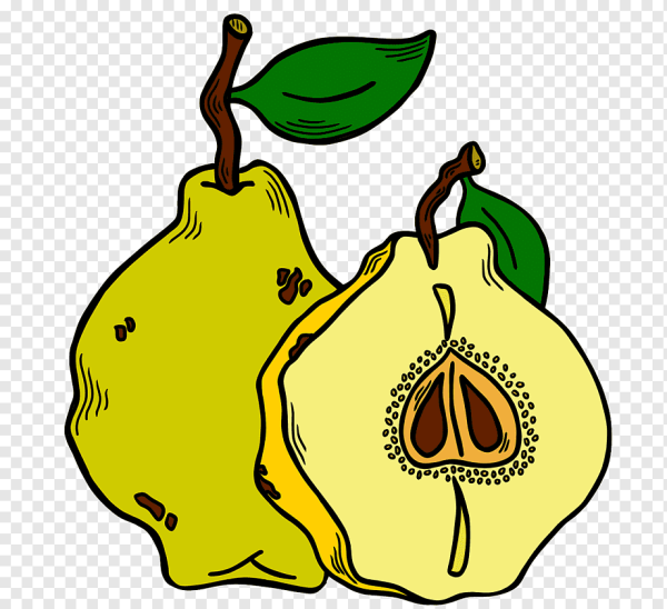 Айва рисунок