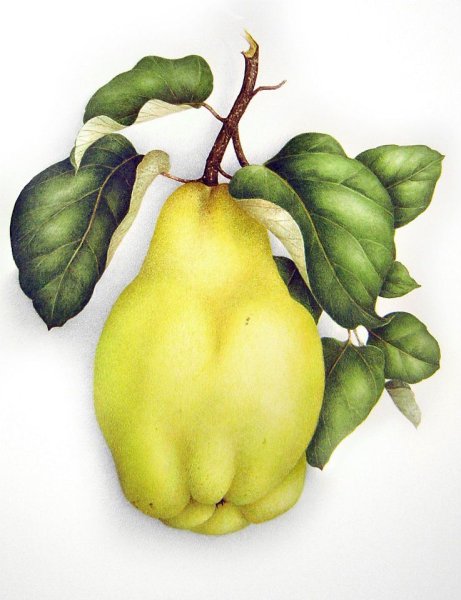 Ботаническая живопись Венсан груши