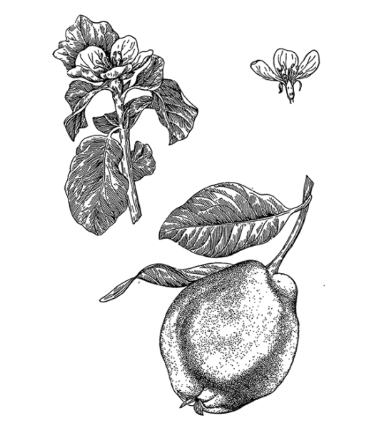 Айва побеги