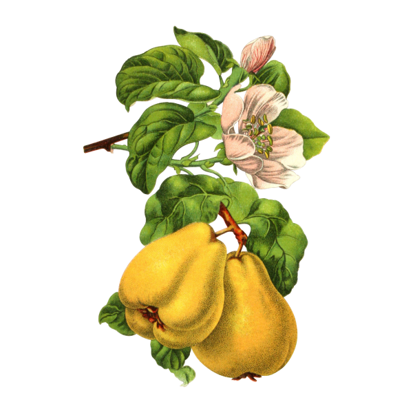 Айва обыкновенная Ботаническая иллюстрация