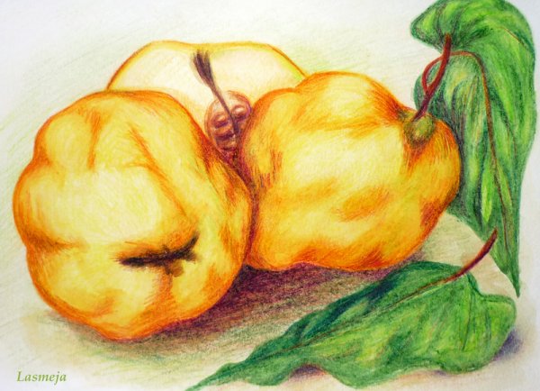 Айва в современной живописи