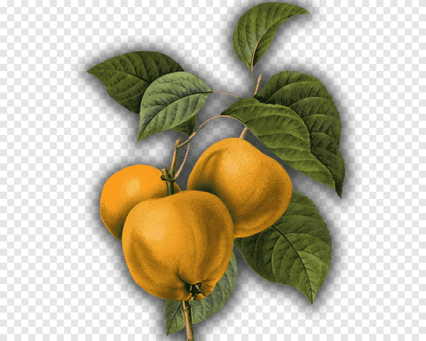 Айва клипарт