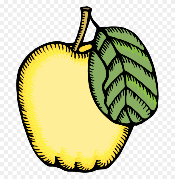 Айва фрукт рисунок