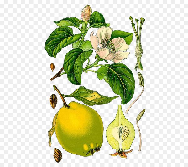 Ботаническая живопись акварелью айва