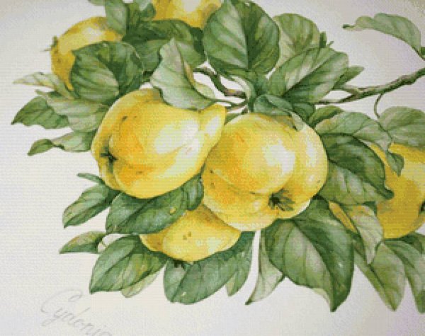 Ботаническая живопись акварелью айва