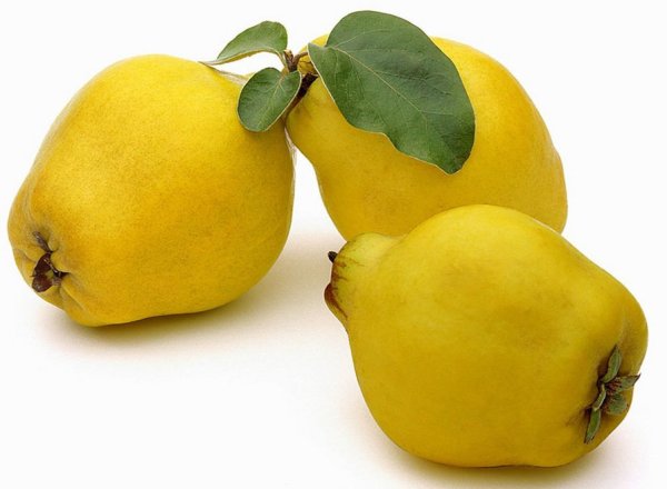 Айва грушевидная