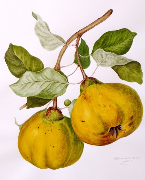 Ботаническая живопись Венсан груши
