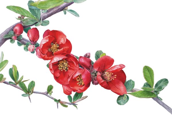 Айва японская в Ботанической иллюстрации