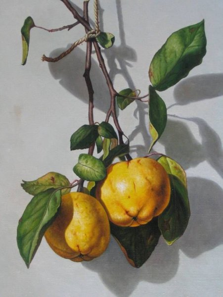 Ботаническая живопись акварелью айва