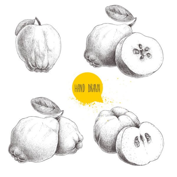 Айва рисунок карандашом