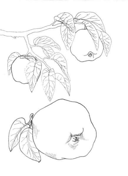 Раскраска фрукт айва для детей