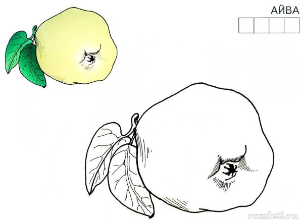 Айва фрукт раскраска