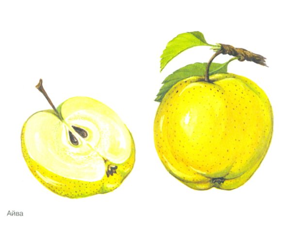 Наглядное пособие. Фрукты