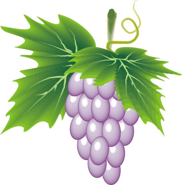 Виноград в корел дро