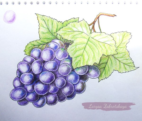 Орнамент из винограда