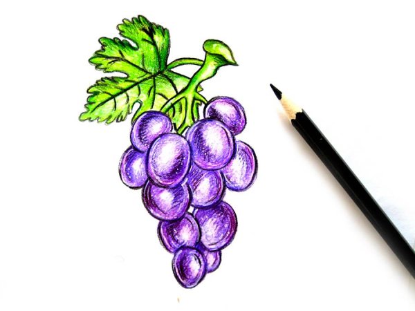 Виноградная гроздь в Paint